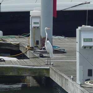 Who has gas// It was the duck!