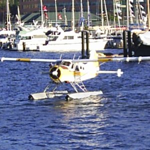 Beaver
