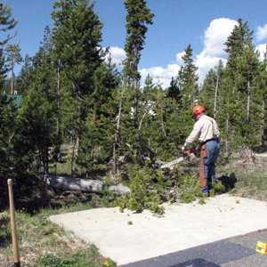 Tree cutting