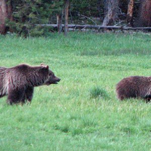 Media 'Bears in the woods' in album 'Inside our "summer home:'