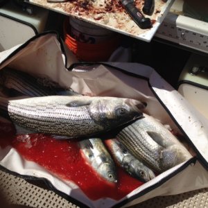 full bag o\' fish