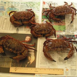 Media 'Our first Rock Crabs. Caught with hoop nets 10/20/06 at Channel Islands Marina breakwater.  BTW, they were delicious.' in album '2 nice sheepheads (male) caught off Santa Barbara Island.'