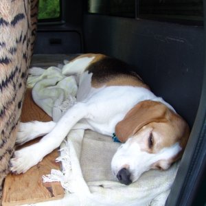 Media 'I am so tired. Too much driving, sniffing, and barking.' in album 'Another quiet morning.'