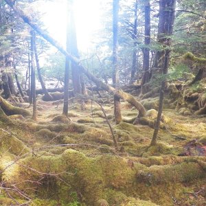 Having never been logged and trampled by heavy equipment, the floor was dominated by moss and rotting logs.