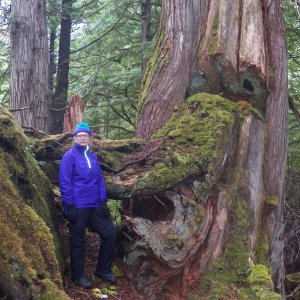 Trees had been harvested here.  This is what is called a "Culturally Modified Tree."  It showed the markings of being partly cut down with something small, like a hand adze, then somebody changed their mind a century ago.