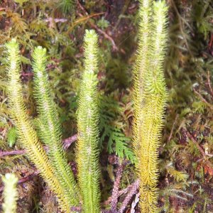 Lots of interesting mosses.