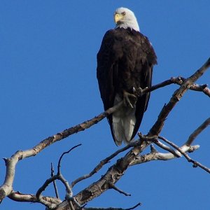 Media 'A Proud Bird!' in album '(C-Biscuit) Doesn't get much prettier than this!'
