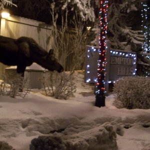 Media 'Our neighborhood moose' in album '(C-Biscuit) Doesn't get much prettier than this!'