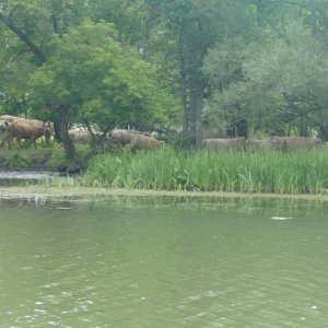 Cattle on the Champlain Canal