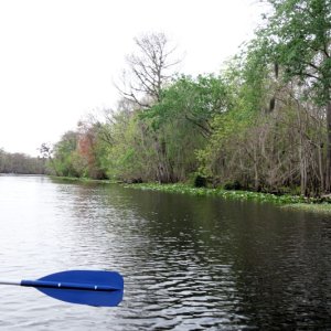 canoeing Hontoon Dead River