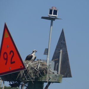 OSPRY NEST ON FL ICW