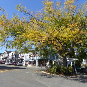 Fall in Friday Harbor