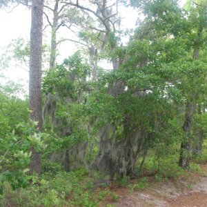 This trail begins abt 100yds from a public boat ramp and beach that allows access to Broad Bay, Va. Beach.