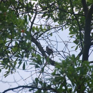 DSC 0005 0529 1129