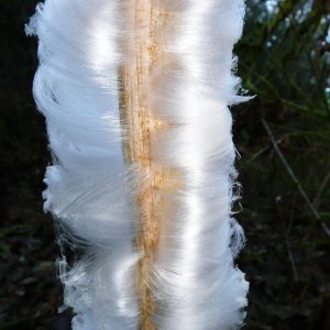 Ice Flower - they grow up my creek when conditions are right.