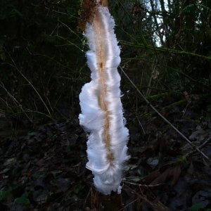 ice-flower2