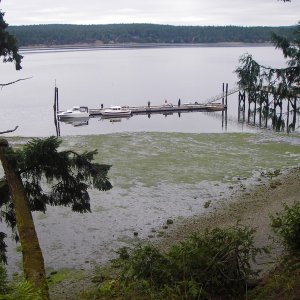 This is at a Minus 2-3 low tide.  About 4 feet under the keel on the inside of the dock.  Hard to see here but there are several stakes just this side of the water line. Safe operating space, 40-50 feet or so, shoreside of the dock.