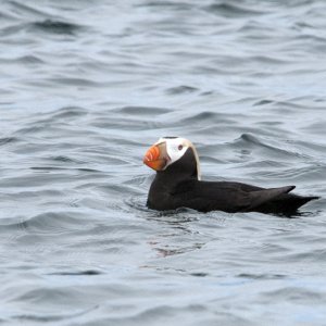 Cape Flattery Tufted Puffin
