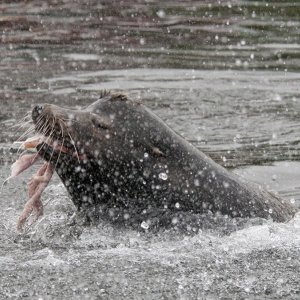 Hungry Sea Lion Neah Bay, Wa