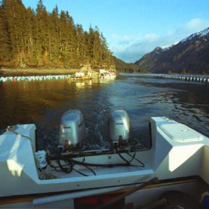 Musselman Seafoods dock, Jackalof Bay
