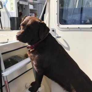 Molly Brown the boat dog!