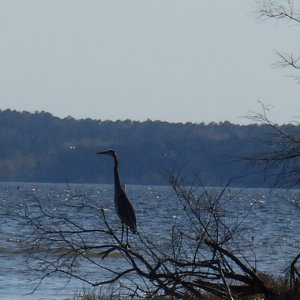 Media 'GREY HERON' in album 'ANCHORED IN A QUIET COVE ON TOLEDO BEND LAKE, LA.'