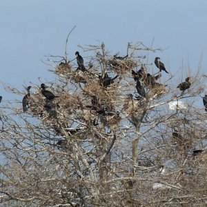 ROOKERY