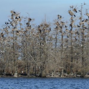 ROOKERY