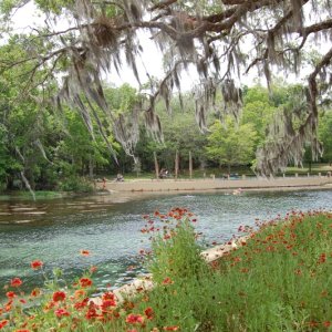 Salt Springs near Astor, Fl.