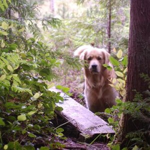 Dawson checked out the bogs @ Shearwater