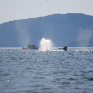 Whales at entrance to Glacier Bay