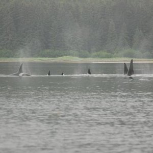 more orcas