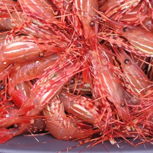 Shrimp