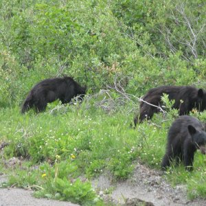 3 of 4 Bears