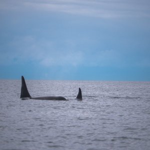 Orca Siting at Hero Strait