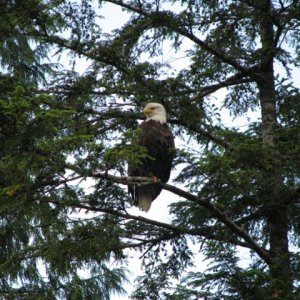 Eagle