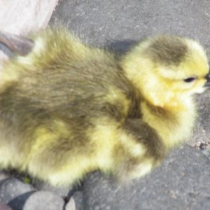 The sixth had "run away" about a foot, tripped on a twig, and laid still while I took his picture.  Mom and Dad were close by and a little irritated.
