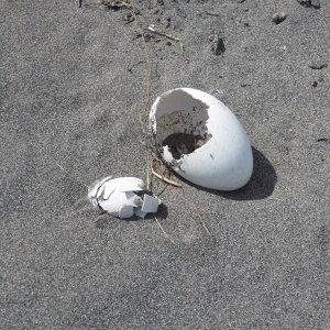 They don't all make it.
