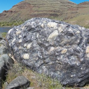 A polished conglomerate boulder with what appears to be marble inclusions.