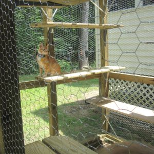 Kitty Coop