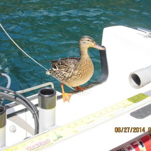 Media 'Visitor' in album 'First launch, Cave Rock, Lake Tahoe'