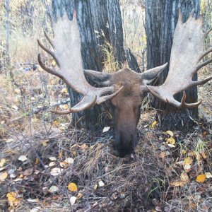 Moose head.JPG