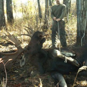 Wooh Moose.JPG