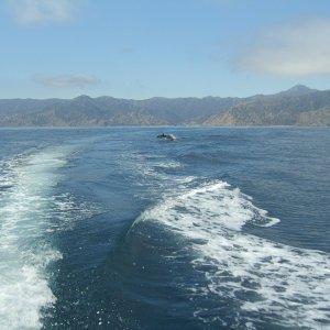 Media 'Leaving Catalina (Long Point)' in album 'Giant Sea Bass at Catalina'