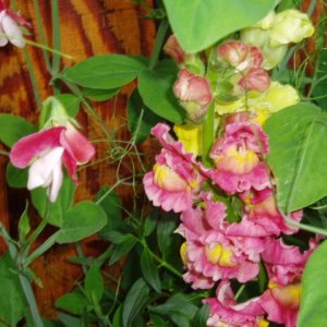 Media 'Close up of snapdragons and sweetpea.' in album 'Snapdragons'