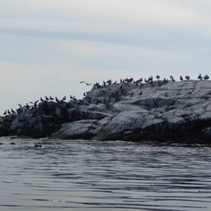 Bird Poo Point. You can smell it from about half mile away. Yuck