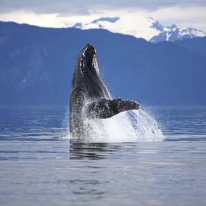 Humpback whale breaching, Frederick Sound, AK