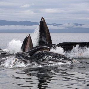 Humpback whales bubble-feeding, Chatham Strait, AK