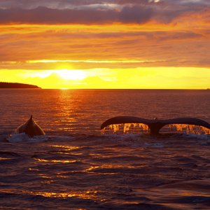 Humpback whales at sunset, Icy Strait, AK