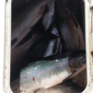 A mess of fish in the box.